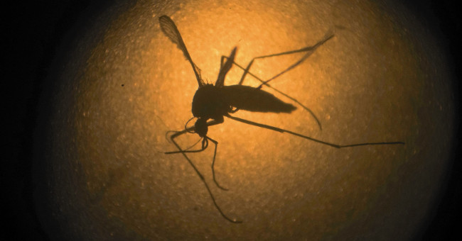 Brazil releases mosquitoes that carry dengue bacteria to the environment