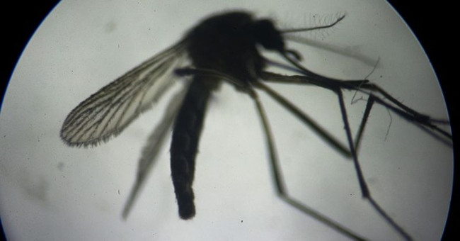 Brazil uses radioactive rays to sterilize mosquitoes that block Zika virus