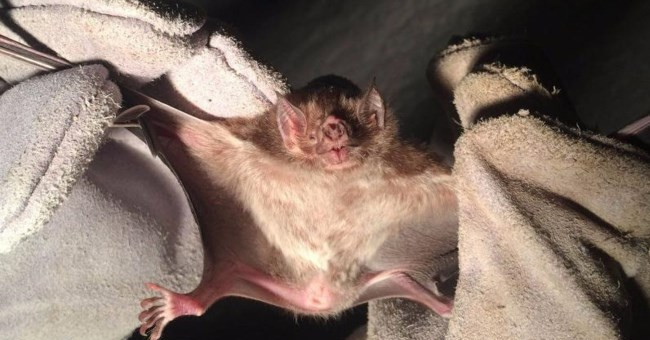Brazil's 'great' vampire bat, deadly bite