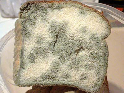 Bread mold keeps the secret of disabling the gene causing the disease