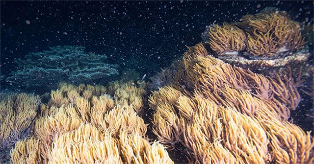 Break down the 'spooky tranquility', use sound to recover… the dead corals