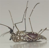 Breakthrough in finding dengue vaccine
