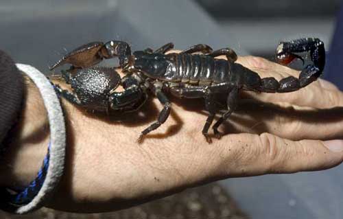 Breakthrough in heart surgery with scorpion poison