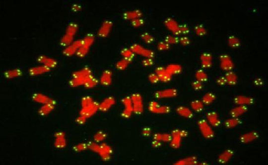 Breakthrough in research 'Aphrodisiacs' helps children forever