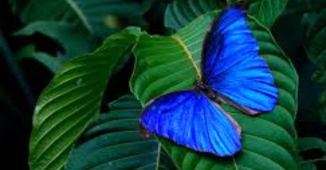 Breakthrough technology 'filter the light' inspired by the butterfly wings
