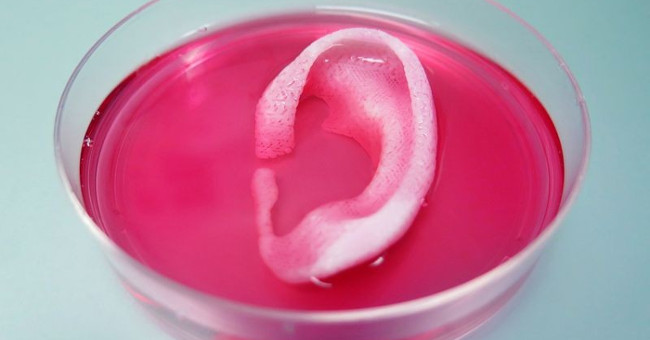 Breakthrough technology: Successful 3D printing of human ears with blood vessels and cartilage