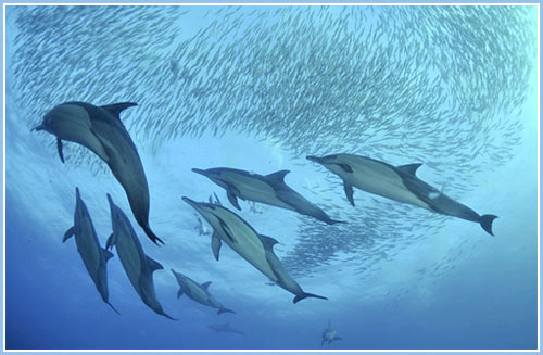 Breathtaking sight of sharks, dolphins and seabirds hunting sardines