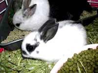 Breed two new rabbit breeds