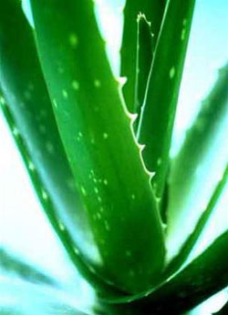Breeding aloe plants by tissue culture