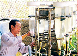 Breeding and breeding commercial lentils