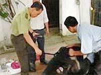 Breeding bear bears: The situation of raising bears is significantly reduced