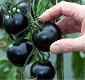Breeding black tomato varieties