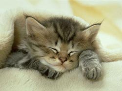 Breeding cats do not cause allergies