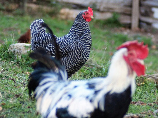 Breeding chickens to produce electricity