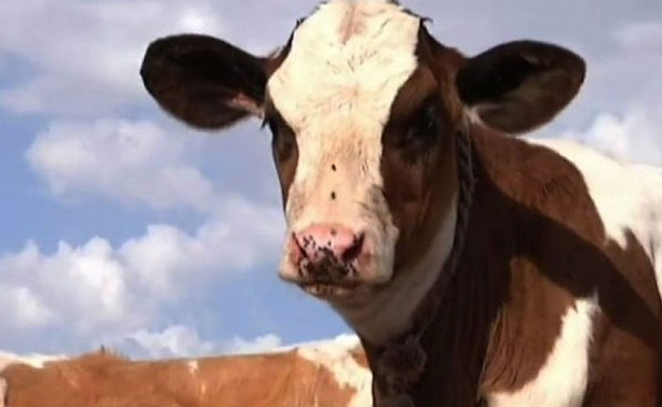 Breeding cows for milk is useful for users' health