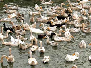 Breeding environment is full of H5N1 virus