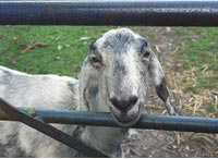 Breeding for goats