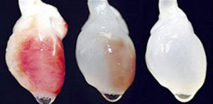 Breeding human heart