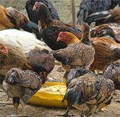 Breeding hybrid chickens according to biological model