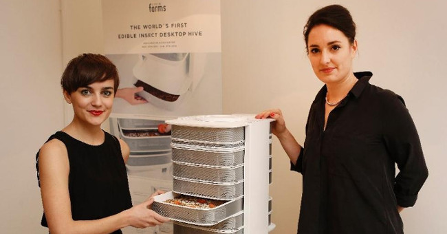 Breeding insects in the home as food
