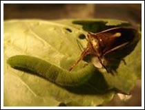 Breeding natural enemies to protect crops