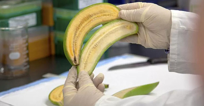 Breeding new bananas to save hundreds of thousands of children worldwide