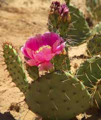 Breeding Nopal cactus