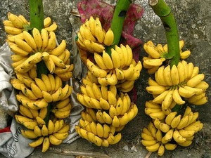 Breeding old banana dwarf by tissue culture method