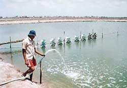 Breeding red tilapia