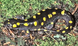 Breeding relations in the family line