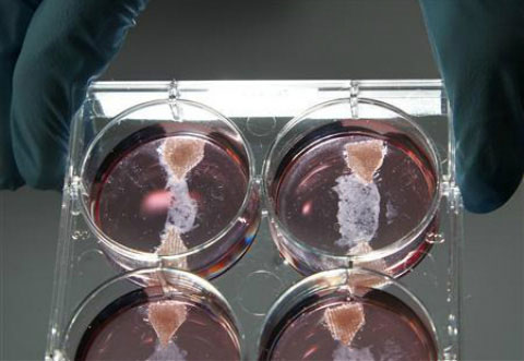 'Breeding' sausages in test tubes