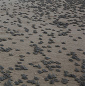 Breeding season of Brazilian turtles