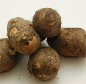 Breeding taro by tissue culture method