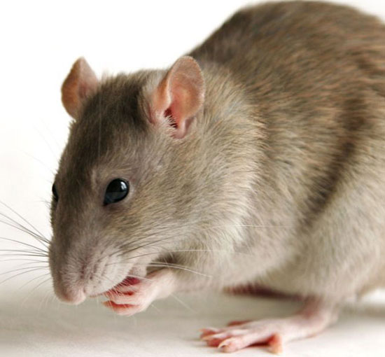 Breeding teeth in kidney mice