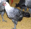 Breeding test of Egyptian chickens