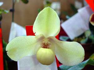 Breeding two rare and precious orchid species