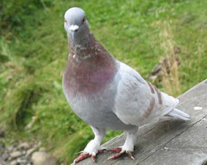 Bridge collapsed because ... bird droppings