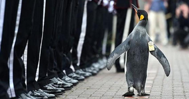 Brigadier general penguin bird approved Scottish honor team