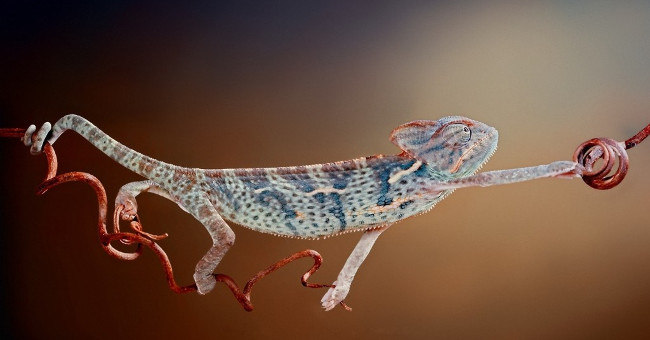 Bright beauty of small animals