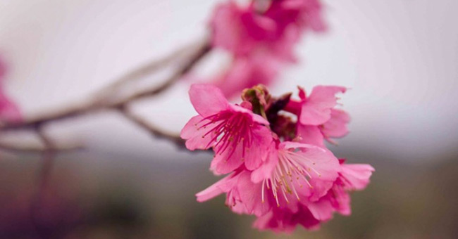 Brilliant island cherry blossom thousand trees on Dien Bien land