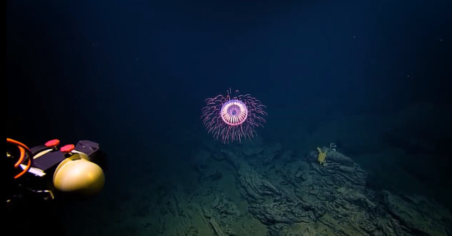 Brilliant jellyfish species like fireworks at 1,200m deep in the sea