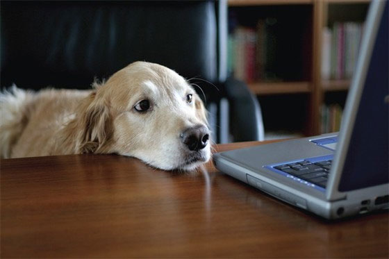 Bring your dog to work to reduce stress