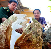 Bringing rare and precious scallops into Vietnam Nature Museum