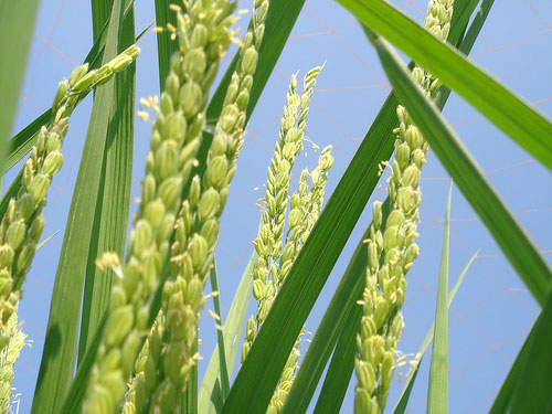 Bringing three-line hybrid rice varieties into mass production