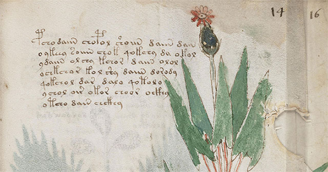 Bristol University is proclaiming: The world's most mysterious book has yet to be decoded