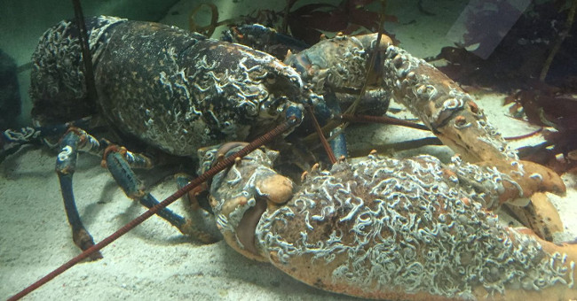 British diver caught giant lobster nearly 70 years old