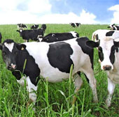 British farmers use the Internet to raise cattle
