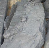 British people rushed to hunt for ancient treasures on the coast