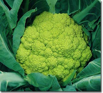 Broccoli is good for the heart