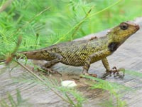 Broken tail lizard to distract the enemy